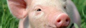A Pig Can Text SMS API