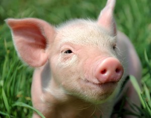 A Pig Can Text SMS API